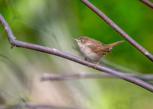 House Wren 01