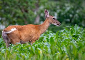 White tailed Deer 07