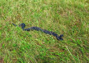 Timber Rattlesnake 05