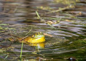 American Bullfrog 05