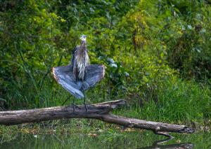 Great Blue Heron 03