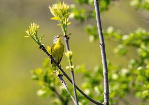 Nashville Warbler 02