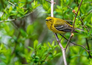 Pine Warbler 01