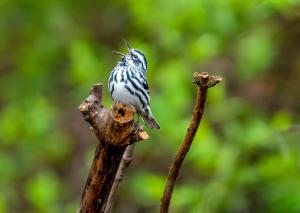 Black and white Warbler 02