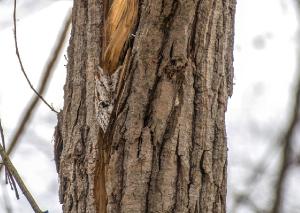 Eastern Screech Owl Card 05