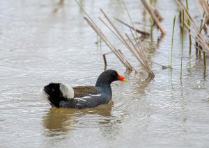 Common Gallinule 01