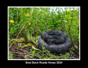 Best Back Roads Herps 2024