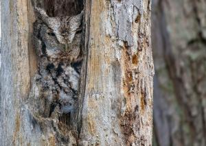 Eastern Screech Owl 19