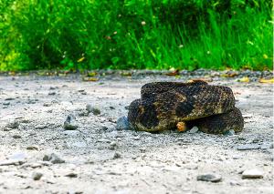 Timber Rattlesnake 02