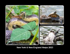 New York & New England Herps
