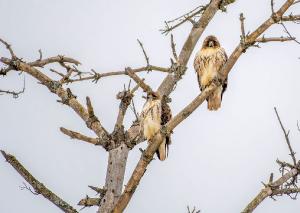 Red tailed Hawk 01