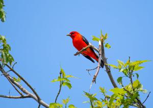 Scarlet Tanager 04