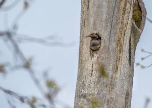 Hooded Merganser 01