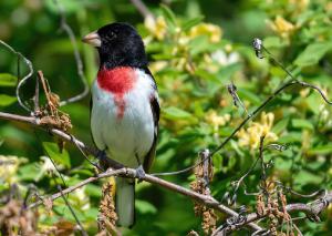 Rose breasted Grosbeak 01