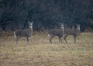 White Tailed Deer 02