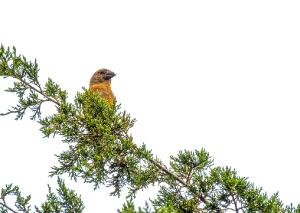 Red Crossbill 01