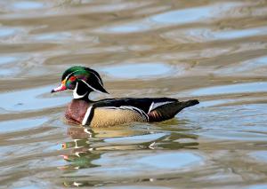 Wood Duck 03