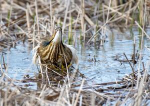 American Bittern 01