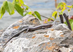 Five lined Skink 02