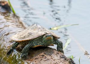 Northern Map Turtle 02