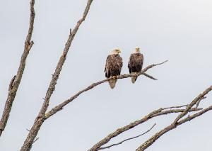 Bald Eagle 11