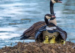 Canada Goose 02