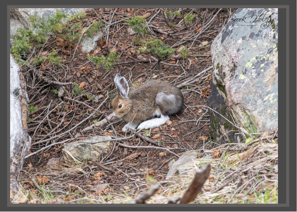 Spring Rabbit Card