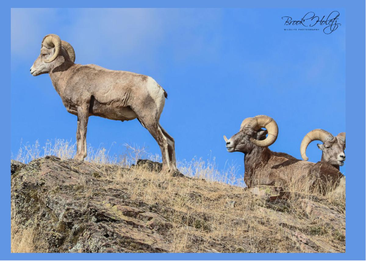 Bighorn Sheep Card