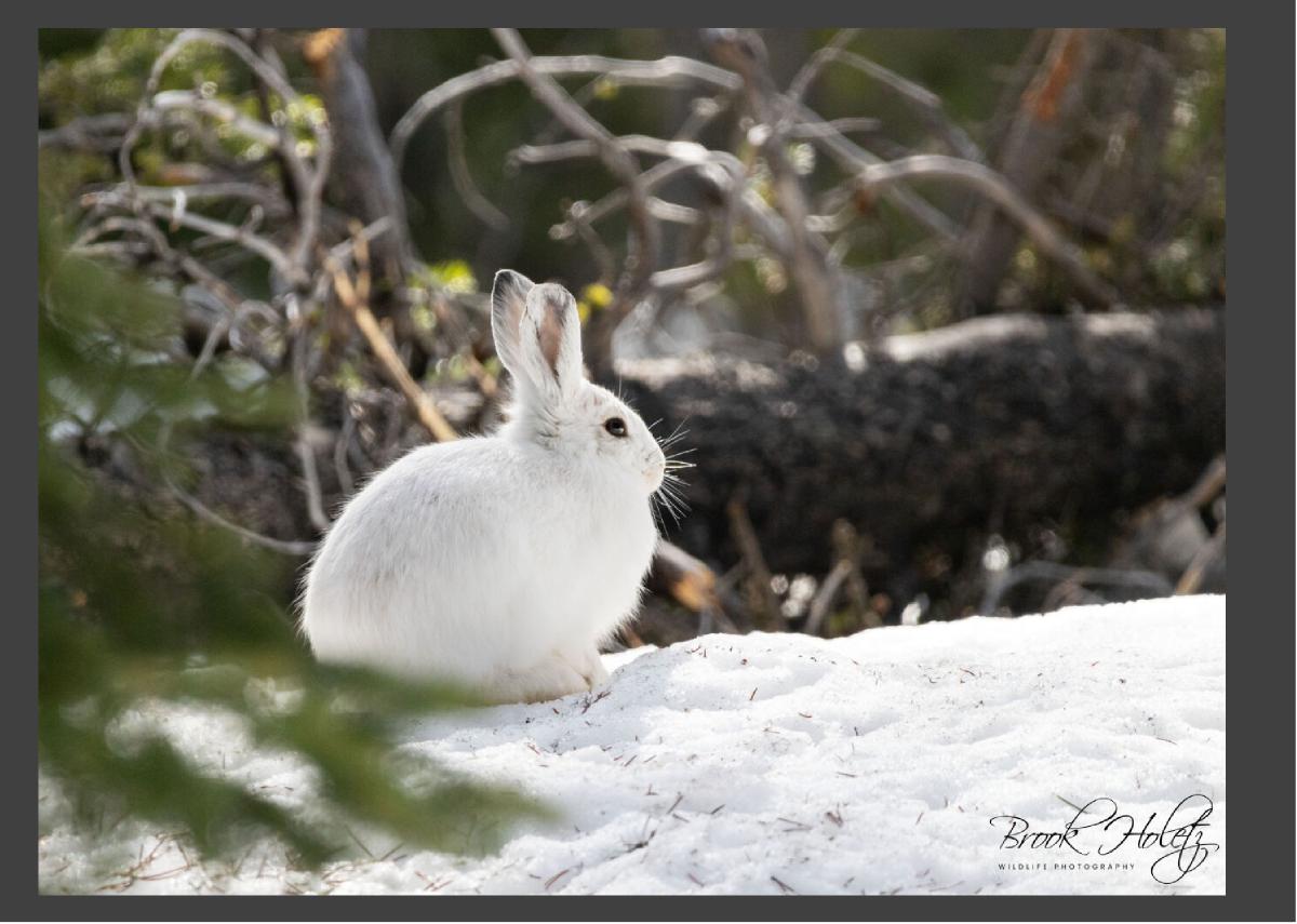 Rabbit Card