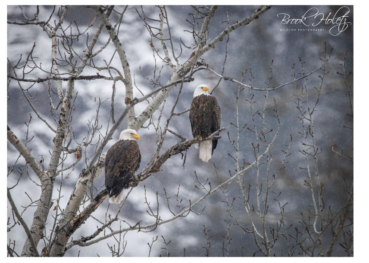 Bald Eagle Card