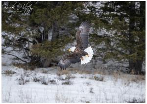 Bald Eagle in Flight Card