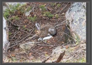 Spring Rabbit Card