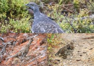 Grouse in Montana Card