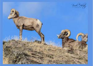 Bighorn Sheep Card