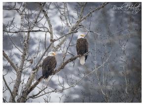 Bald Eagle Card