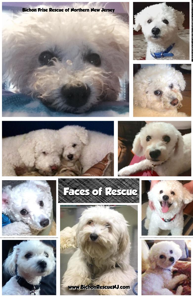 Bichon Frise Rescue Notebook