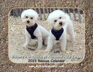 2023 Bichon Frise Rescue Calendar