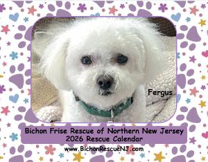 Bichon Frise Rescue Calendar