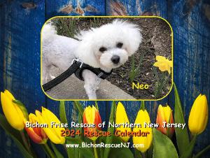 2024 Bichon Rescue Calendar