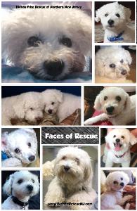 Bichon Frise Rescue Notebook