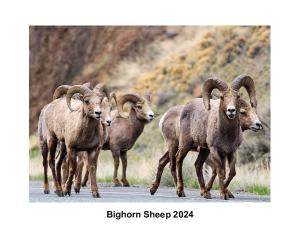 Bighorn Sheep by BighornPhotos