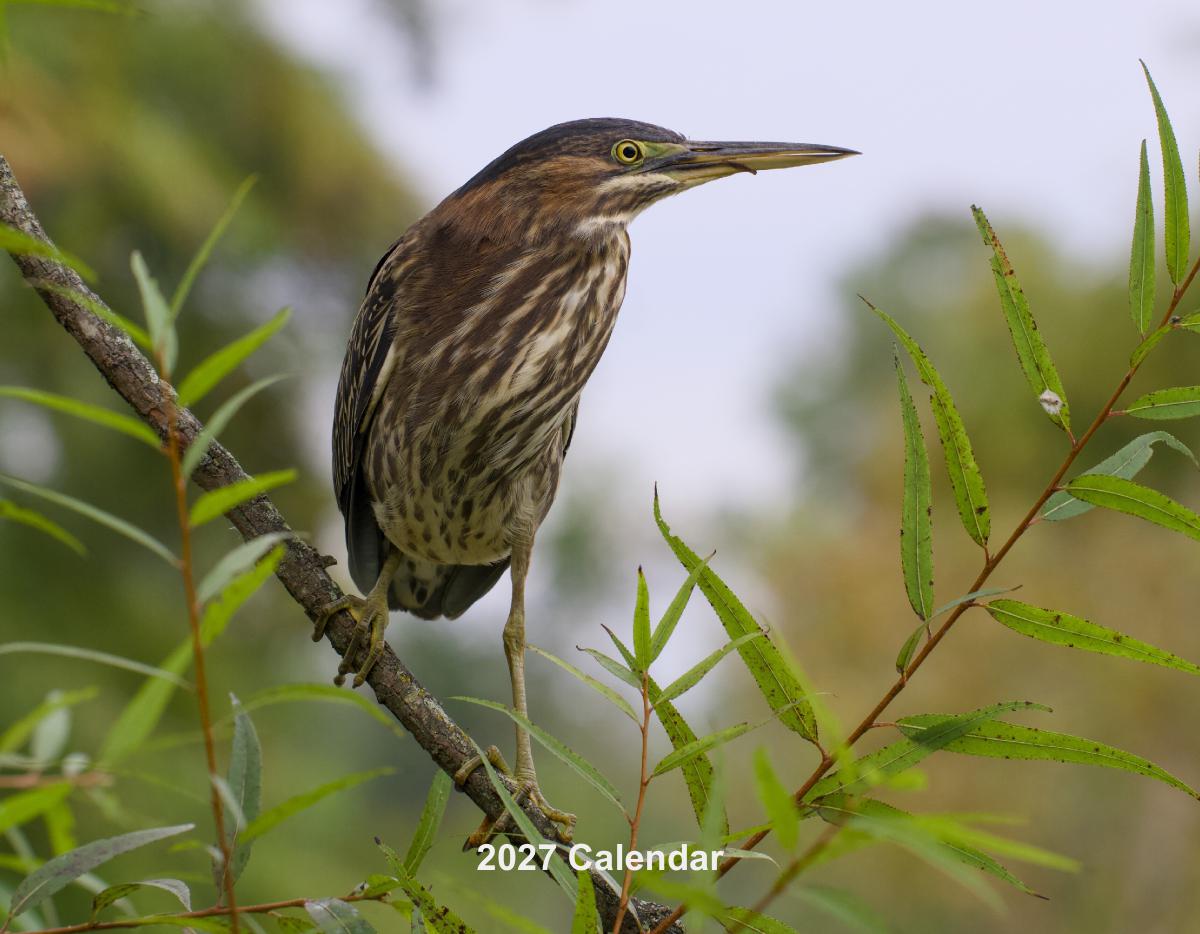 2027 Birds Calendar