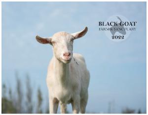 Black Goat Sanctuary 2022