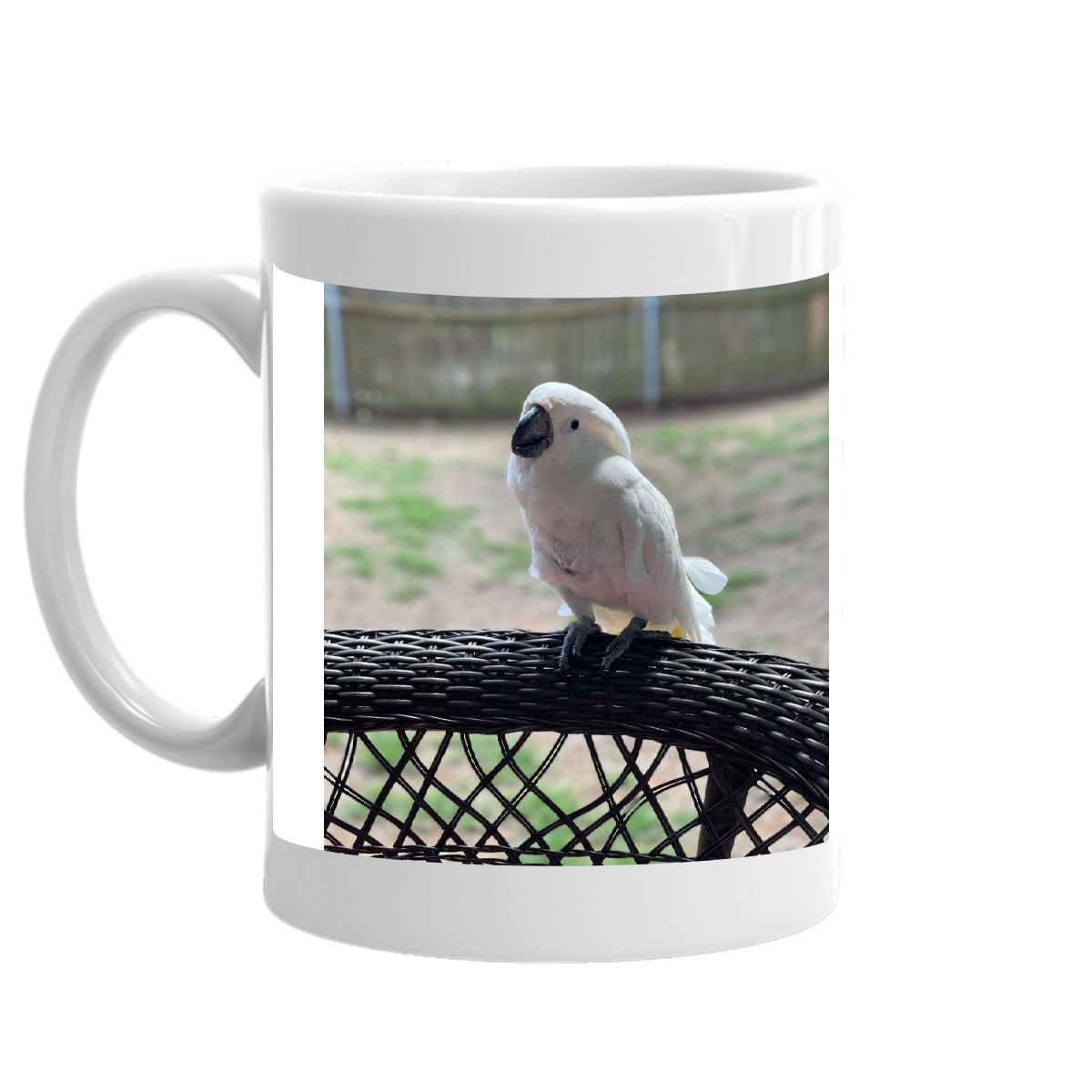 Bon Bon the Cockatoo