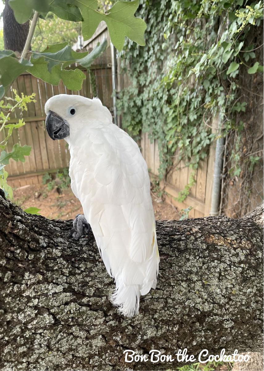 Bon Bon the Cockatoo Greeting Card