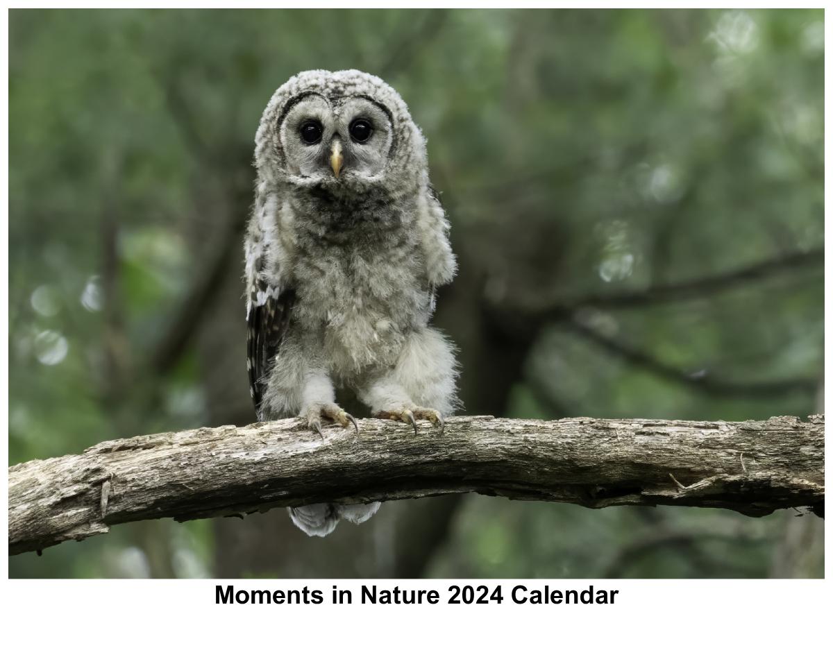Moments in Nature 2024 Calendar