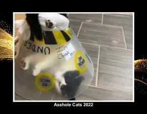 Asshole Cats 2022