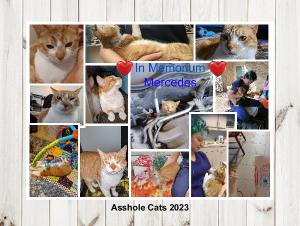 Asshole Cats 2023