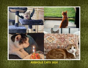 Asshole Cats 2024
