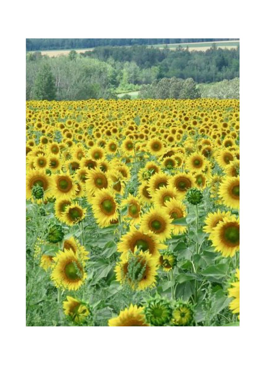 Sunflower photo greeting card
